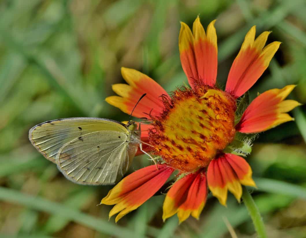motýl, makro, zvíře, wildflower, hmyz, příroda, květiny, léto, wildlife