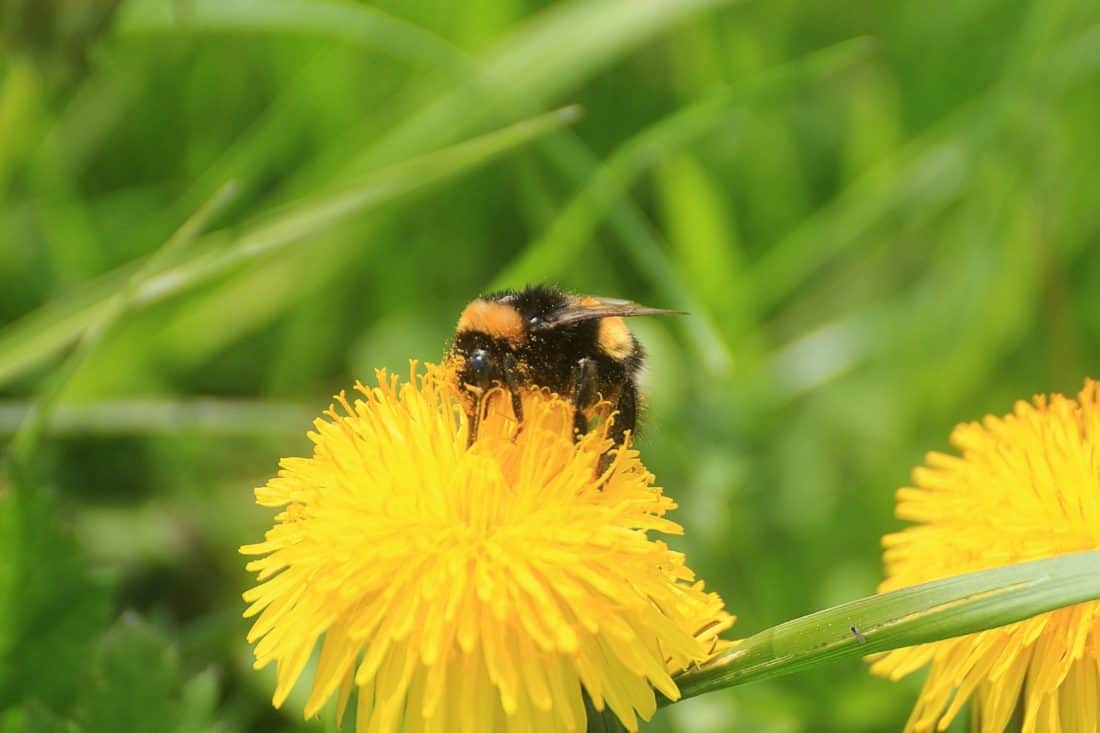 polenizarea, natura, insecte, animale, vara, bondar, păpădie, flora, macro