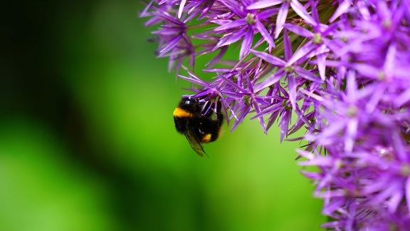 자연, 곤충, 매크로, 여름, 수 분, 허브, 식물, 꽃, 꿀벌
