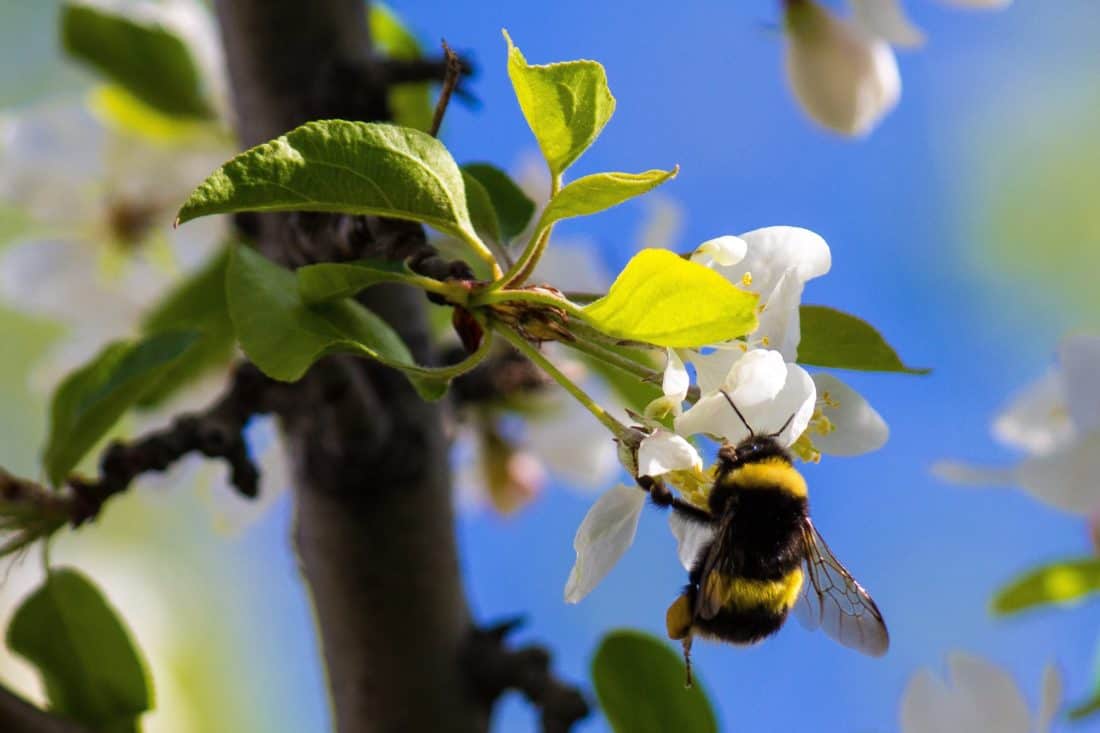 Bumblebee, alam, makro, detail, lebah, pohon, bunga, cabang, flora, daun, serangga
