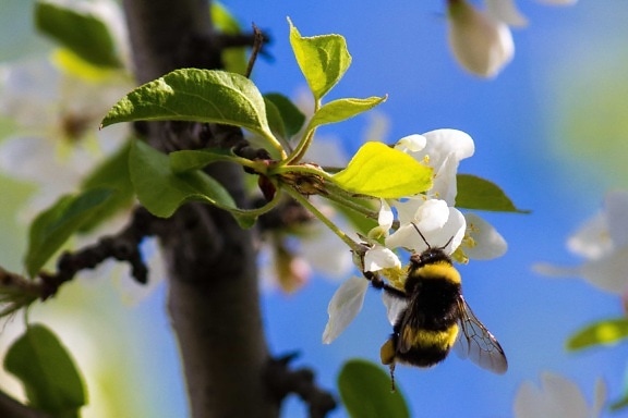 пчела, природа, макро, детайл, пчела, дърво, цвете, клон, флора, листа, насекоми
