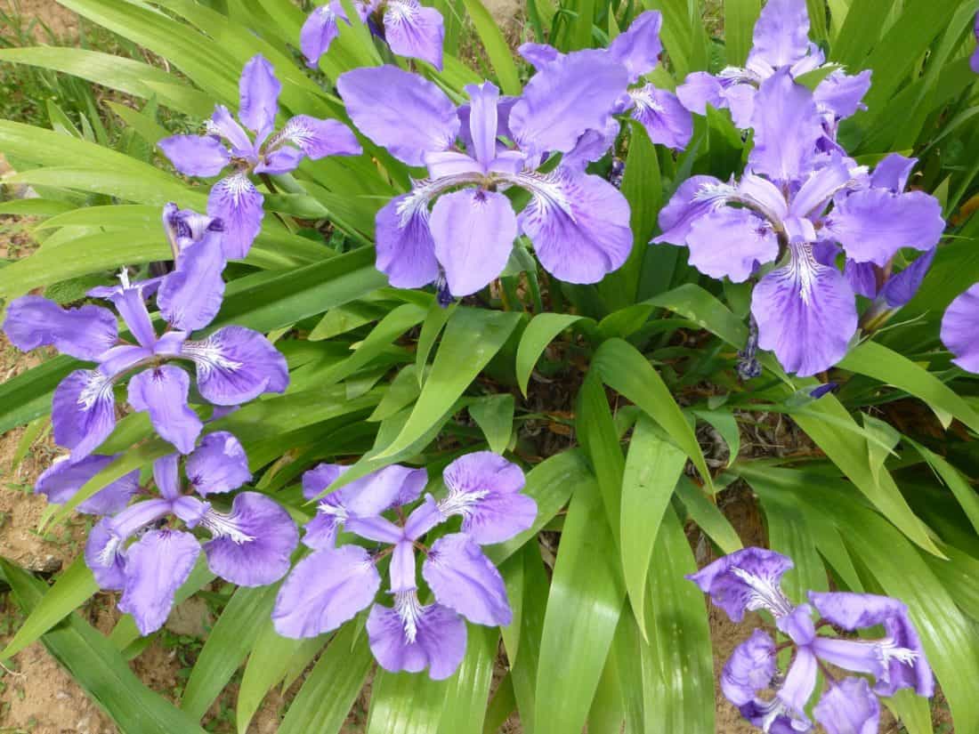 fiore blu, fogliame, flora, natura, giardino, petalo, foglia, estate, erba