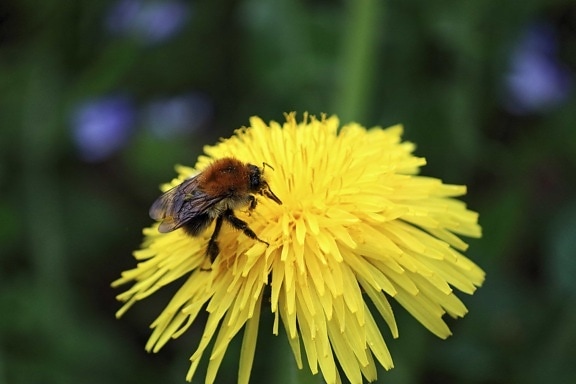 nature, abeille, fleur, insecte, pollen, été, pétale, flore