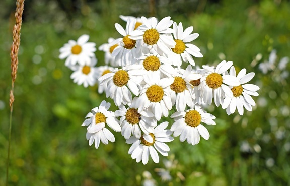 chamomile, meadow, macro, nature, flower, flora, summer, herb, plant, blossom