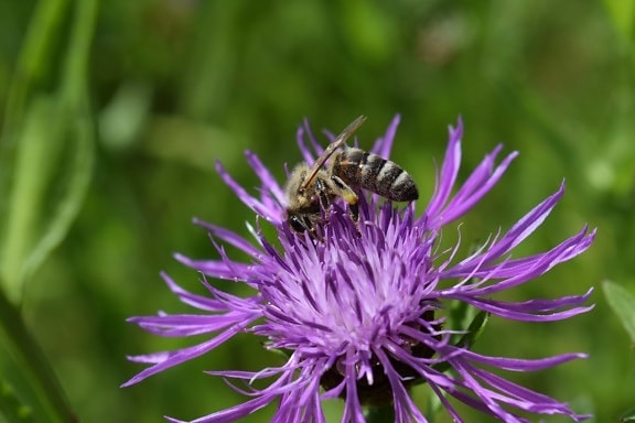 natuur, distel, bloem, zomer, flora, Tuin, insect, bee