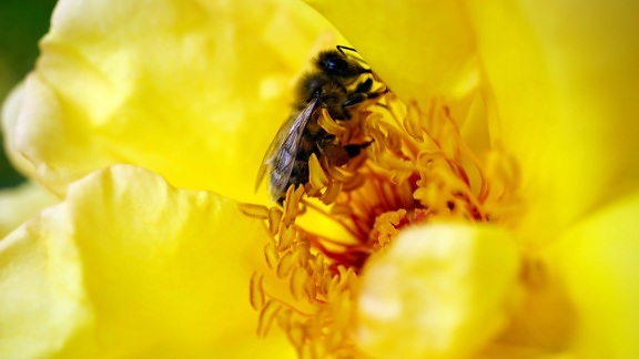 动物学, 自然, 花, 花粉, 夏天, 植物, 昆虫, 宏观, 花粉