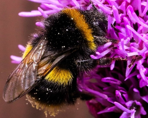 μακροεντολή, φύση, μέλισσα, έντομο, λεπτομέρεια, μέλισσα, μέλι, αγριολούλουδα