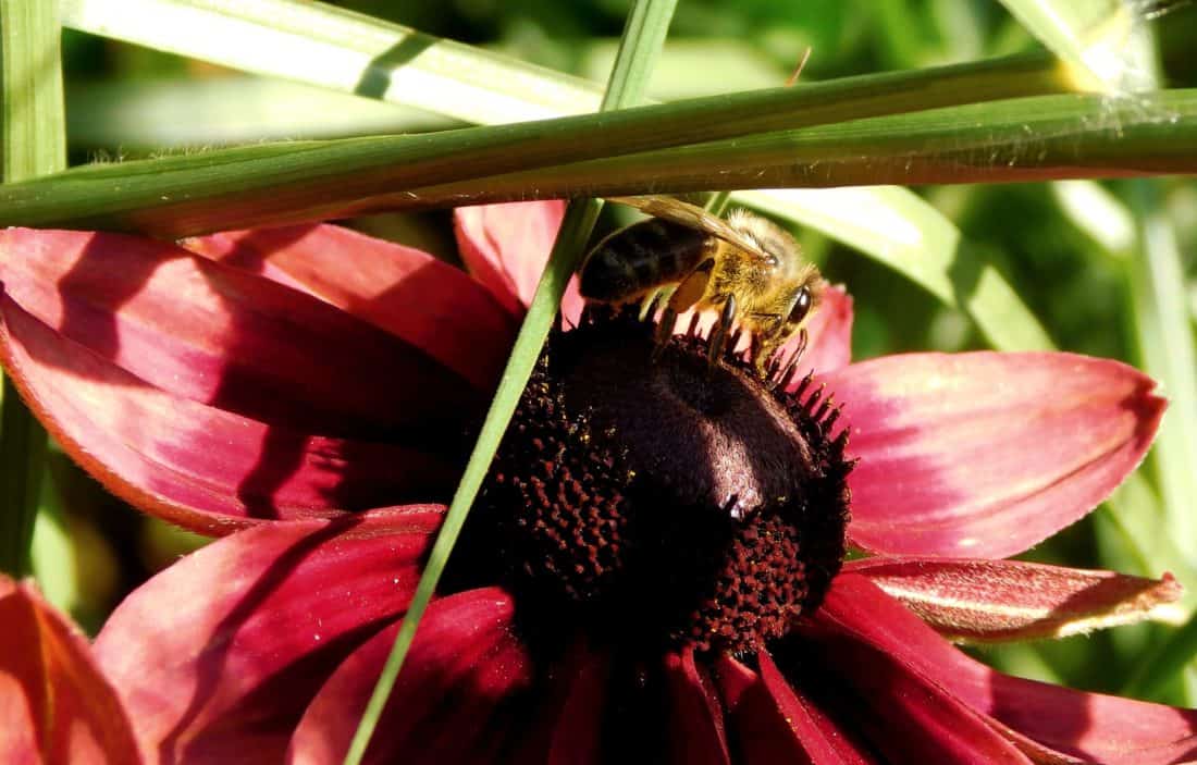 Pszczoła, owad, detal, makro, czerwony kwiat, trawa, charakter, kwiat, roślin