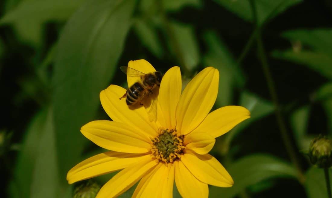 Natur, Insekten, Tiere, Sommer, Biene, Blume, Makro, Stempel, Flora, Pollen, Blatt