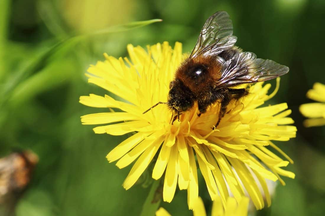 Natura, Pszczoła, wszystko, owad, pyłek, kwiat, makro, nektar, lato, flora