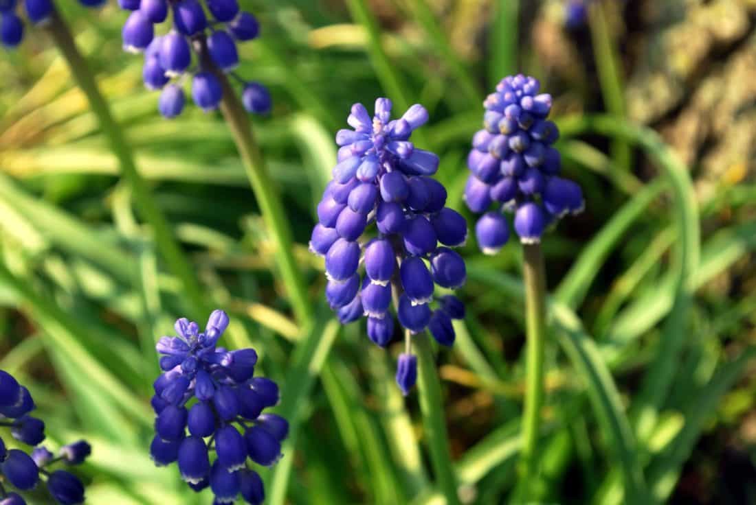 Hyacint, gebladerte, macro, natuur, Tuin, flora, zomer, bloem, wilde hyacint, gras