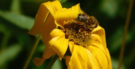insekt, natur, bee, makro, sommar, blomma, pollen, honung, flora, sommar