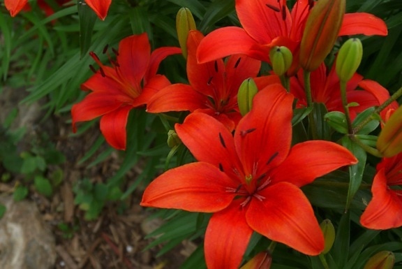 Червона квітка природи флори, сад, літні, листя, Пелюстка, завод