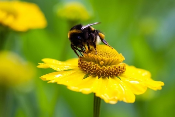 пчела, макро, детайл, характер, лято, флора, насекоми, членестоноги