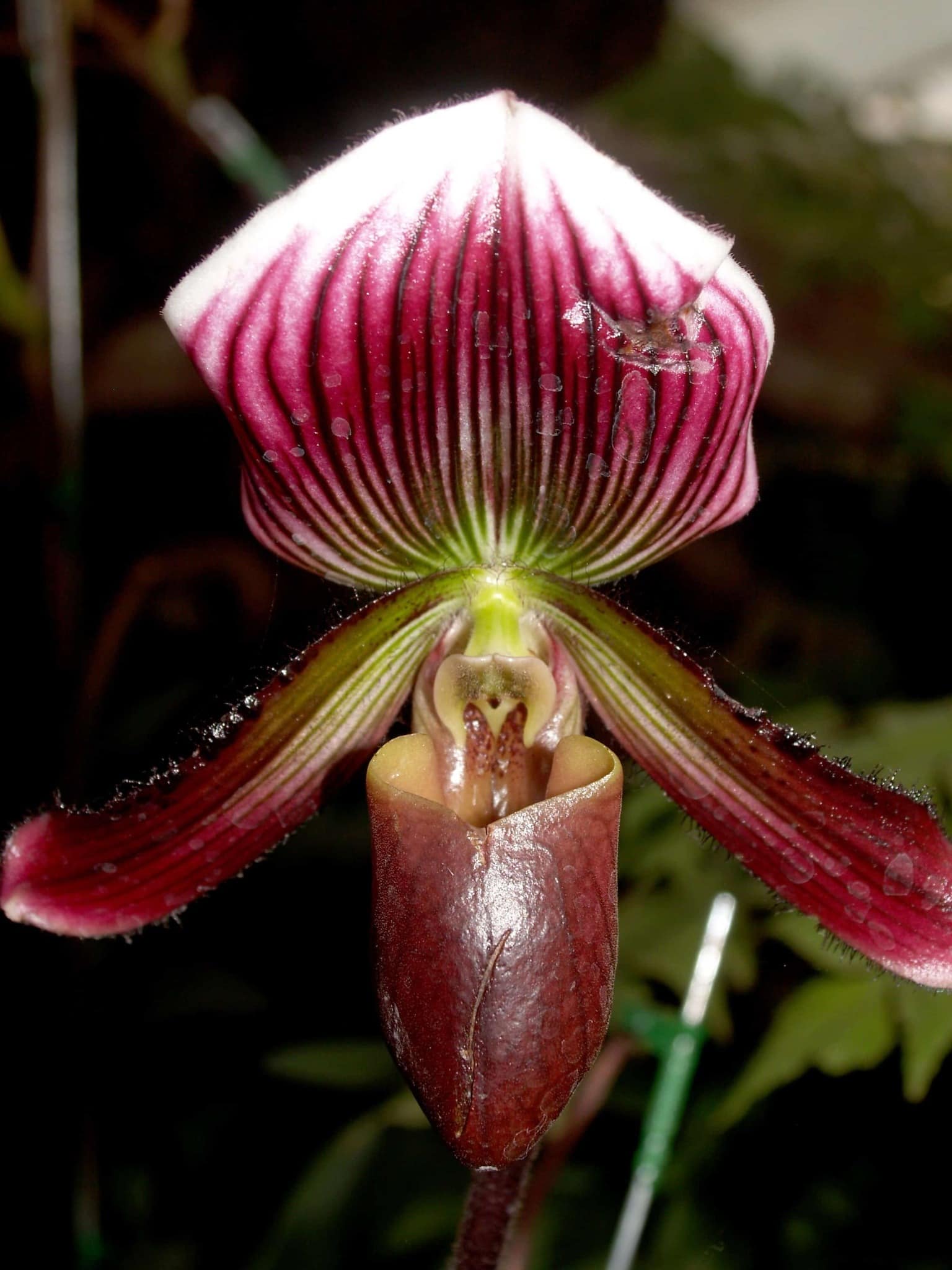 дикая орхидея цветок фото
