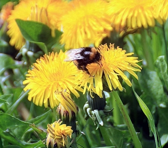 授粉, 微距, 自然, 蒲公英, 花, 大黄蜂, 夏天, 昆虫, 植物群