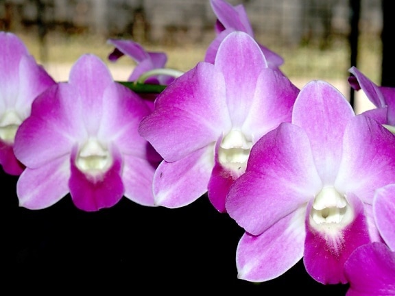 orchid, macro, pollen, pistil, flower, petal, flora, nature, beautiful, garden, herb