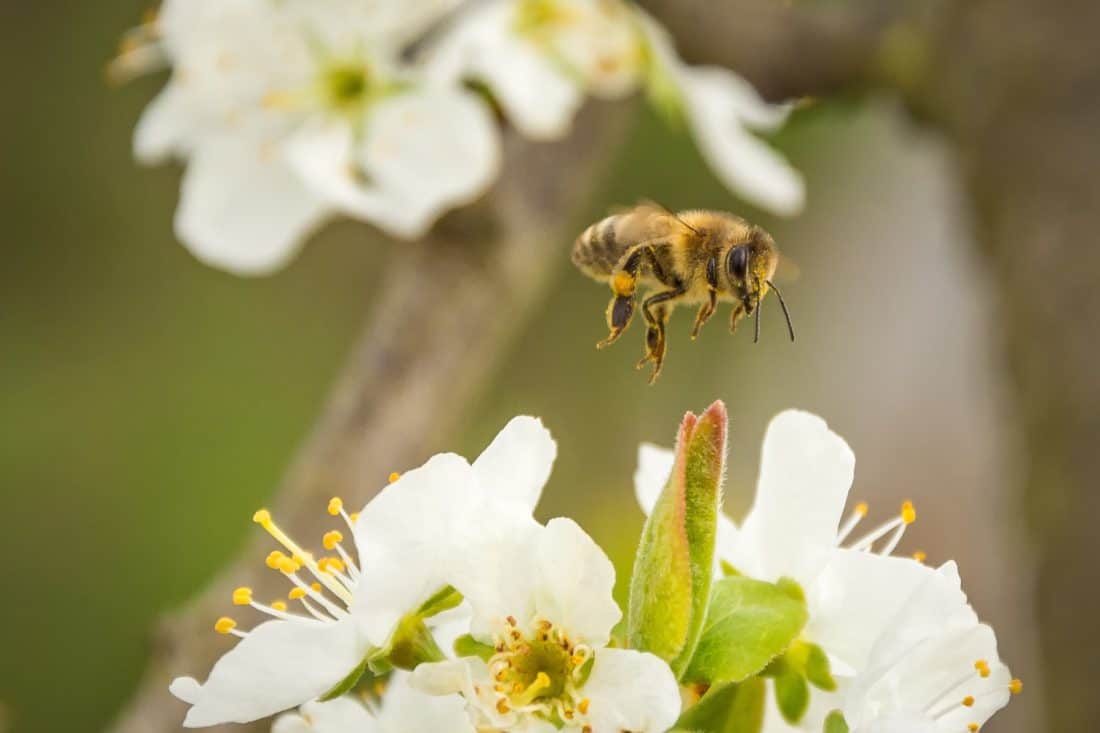 Bee, blomma, natur, flyg, makro, insekt, pollen, honung, pollinering
