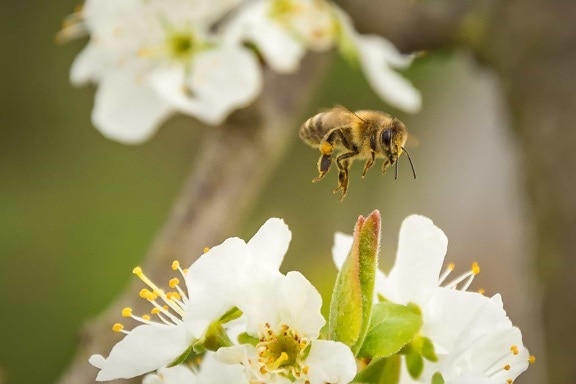 пчела, цветя, природа, полет, макро, насекоми, прашец, мед, опрашване