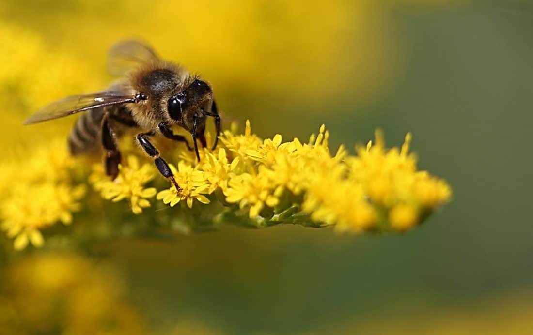 prírody, bee, hmyz, med, peľ, kvetina, makro, ARTHROPODA