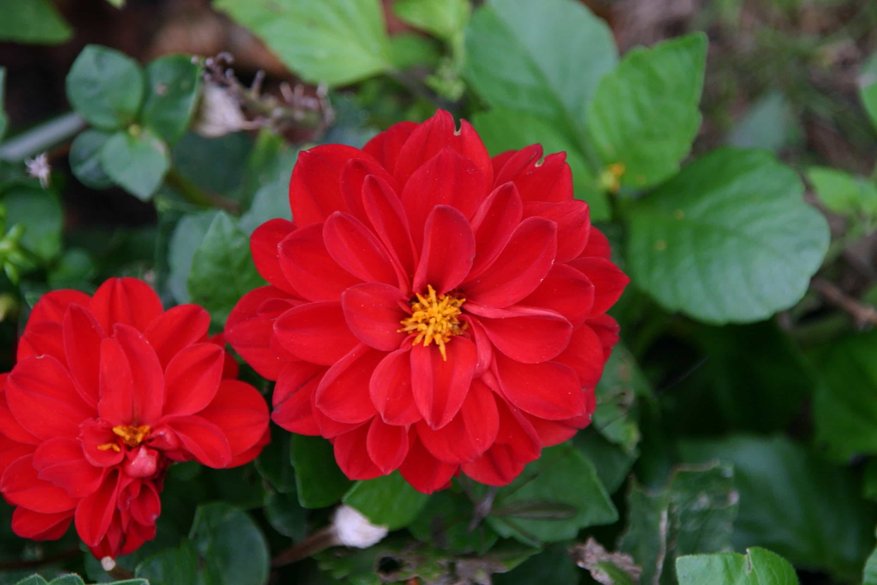 フリー写真画像 自然 花 植物 庭 葉 夏 赤い花 屋外