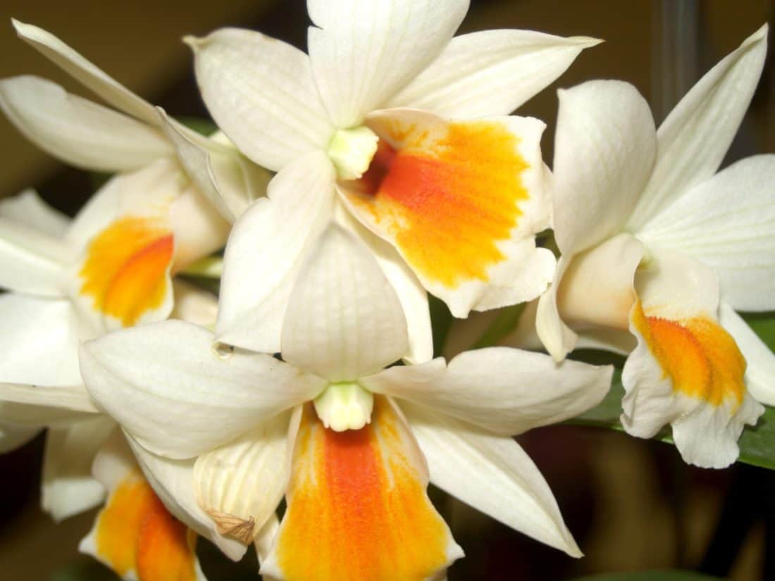 Narcissus, detaljer, makro, hvid blomst, natur, kronblad, flora, blade, urt