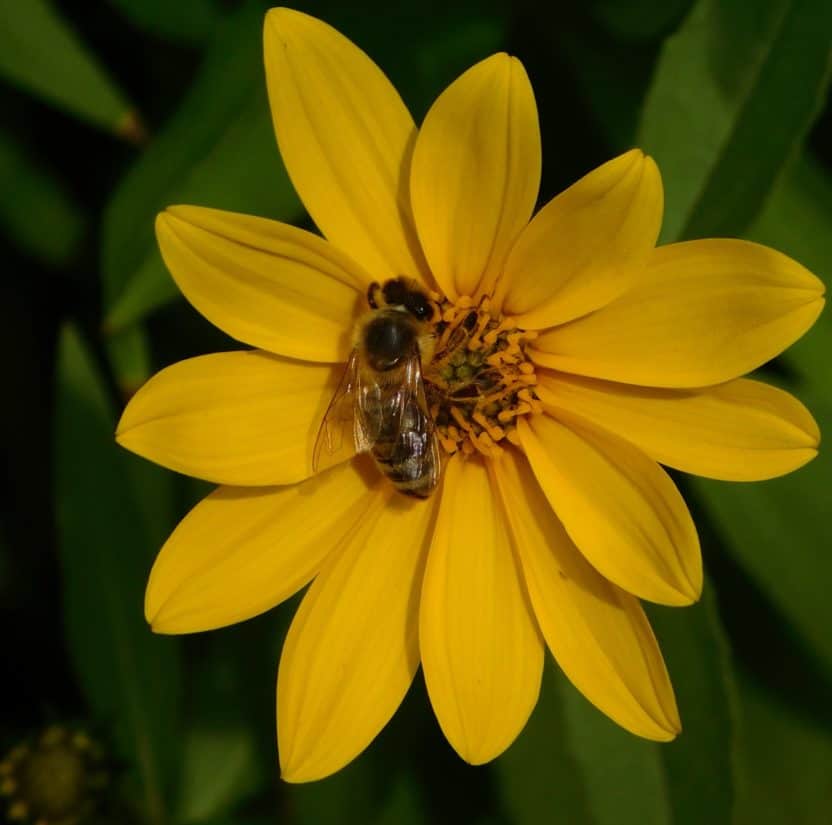 Bee, makro, insekt, natur, blomst, pollen, bestøvning, flora, sommer