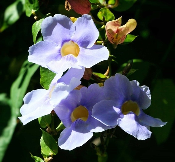 modrý květ, flóra, příroda, list, zahrada, léto, bylina, rostlina