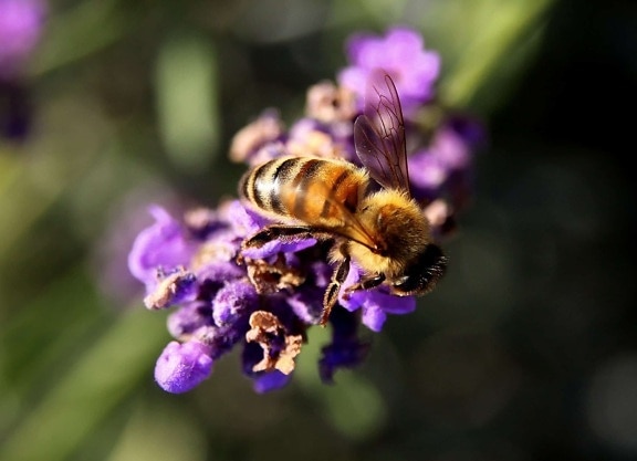 Bee, honning, animal, makro, insekt, natur, blomst, pollen, nektar, bestøvning