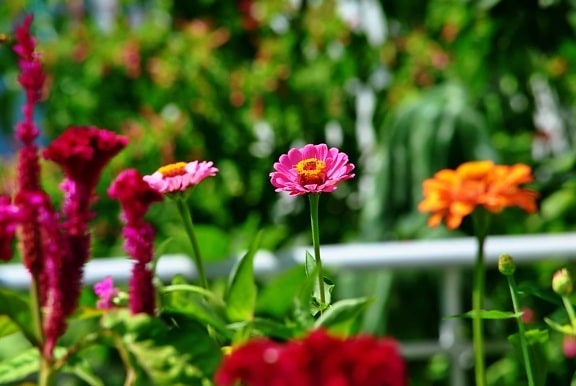 λουλούδι, φύση, χλωρίδα, βότανο, γύρη, Κήπος, καλοκαίρι, φύλλο, πέταλο, φυτό