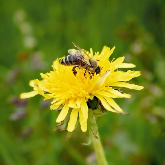 Bee, insekt, natur, honung, pollen, blomma, honungsbinas