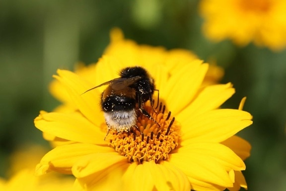 Bee, natur, insekter, pollen, makro, blomst, sommer, bestøvning