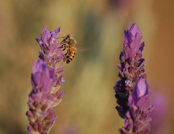 lebah, lavender, serangga, alam, penyerbukan, bunga, musim panas, flora, serangga, tanaman