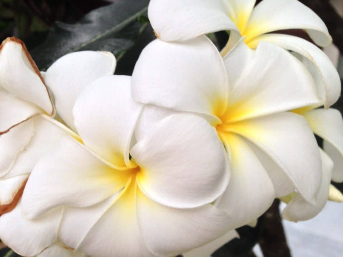 white flower, macro, pollen, pistil, frangipani, petal, flora, nature, plant, flowers