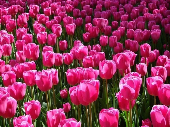 tulip, nature, colorful, garden, flora, flower, leaf, red tulip, plant
