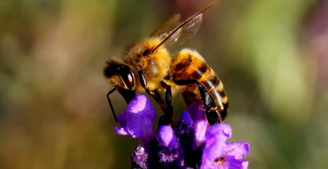 Bee, insekt, natur, honung, pollinering, pollen, blomma