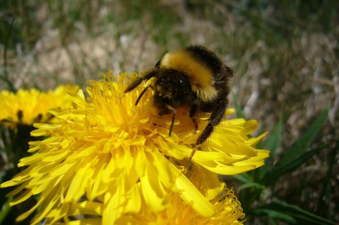 luonto, mehiläinen, hyönteinen, kukka, bumblebee, makro, flora, kesä, siitepöly