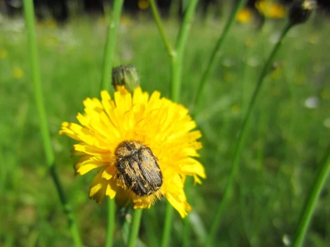 beetle, insect, macro, detail, dandelion, nature, summer, grass, field, flower, herb