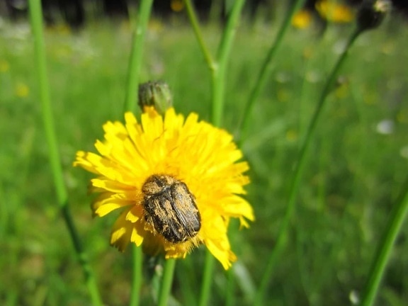 kumbang, serangga, makro, detail, dandelion, alam, musim panas, rumput, bidang, bunga, tanaman