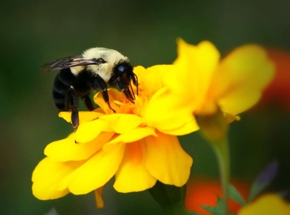 macro, natureza, inseto, pólen, abelha, flores, verão, planta