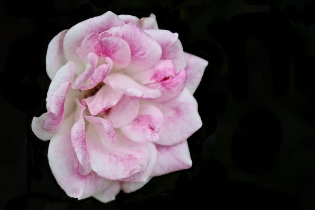 flower, macro, detail, petal, pink, camellia, plant, blossom