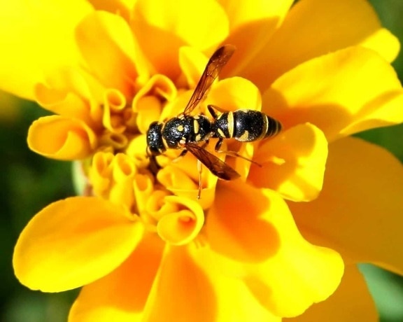 rovar, természet, pollen, virág, darázs, makró, részlet, állattan, nyári, beporzás