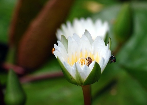 macro, lotus, flower, leaf, water lily, nature, plant, blossom, petal, garden
