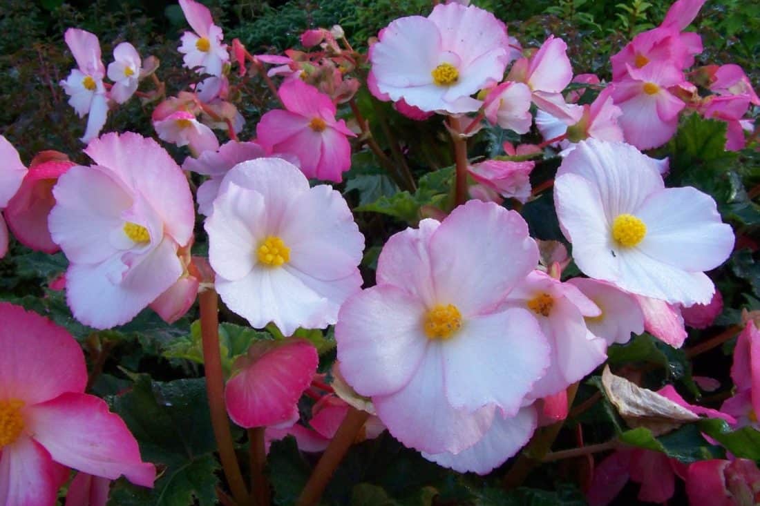 ดอกไม้ ธรรมชาติ พืช สวน ใบ ฤดูร้อน กลีบ เบโกเนีย