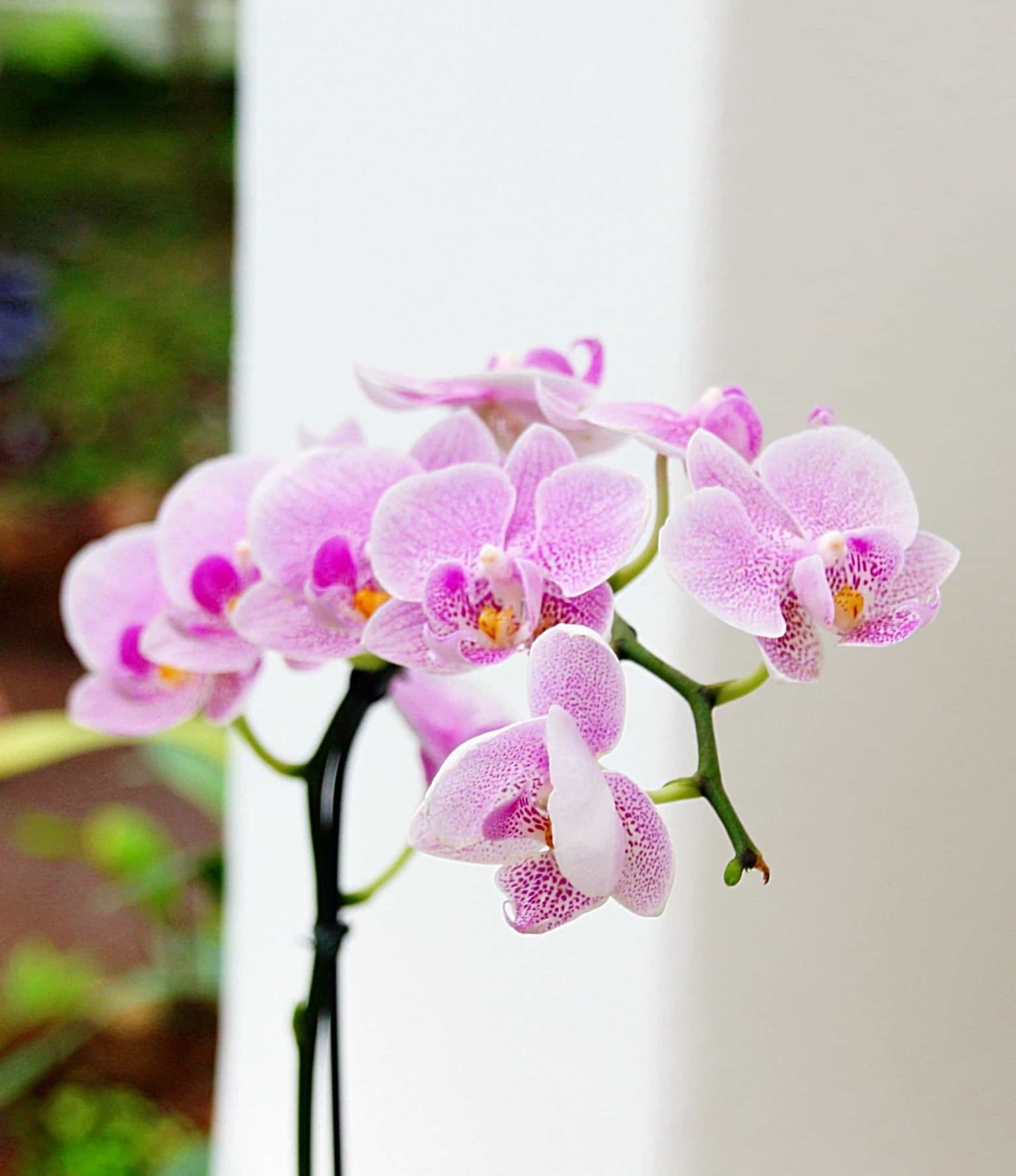 Как выглядят орхидеи фото