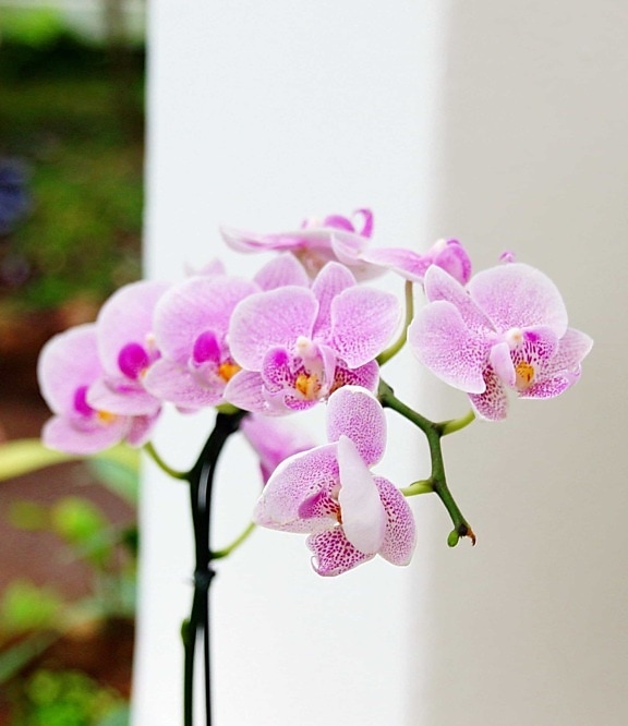 Natura, Orchidea, słupek, kwiat, flora, eleganckie, liść, lato, Płatek