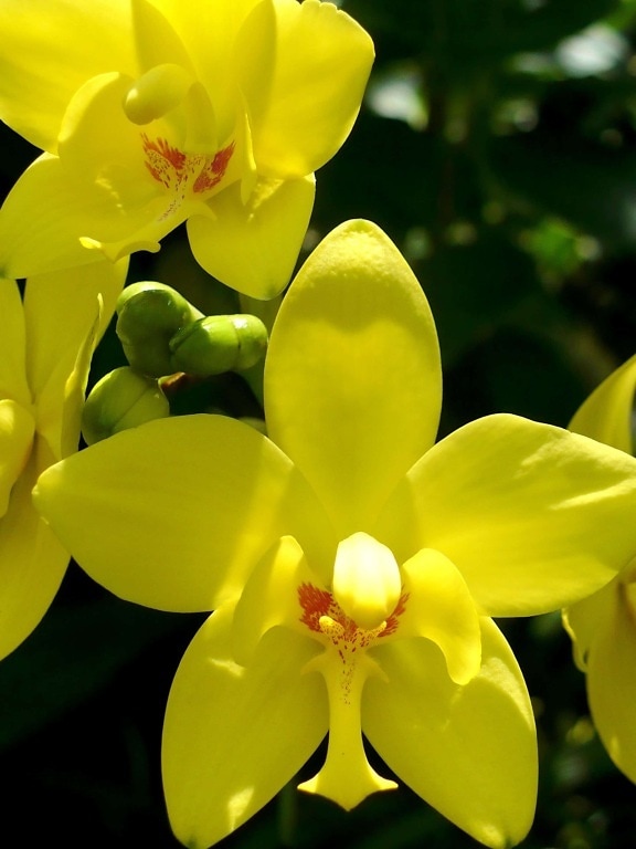 ดอกไม้ ธรรมชาติ พืช ใบ กลีบดอก สีเหลือง ศาลา สวน สาขา แปลกใหม่