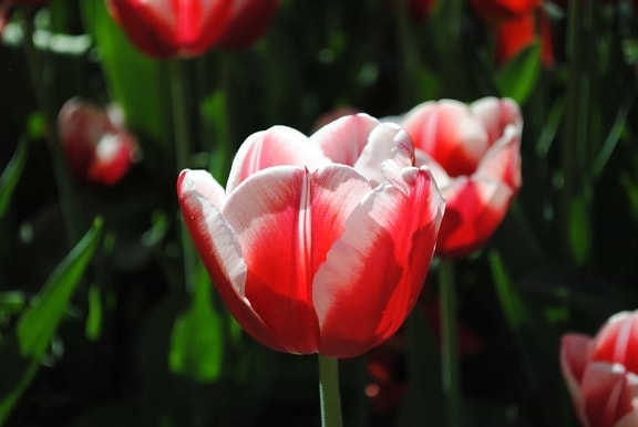 rød tulipan, blomst, natur, urt, haven, flora, blad, kronblad, sommer