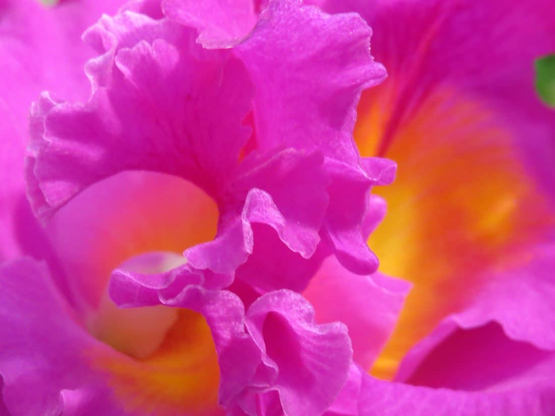 макрос, красный цветок, пестик, природа, флора, красивые, завод., Лепесток., розовый