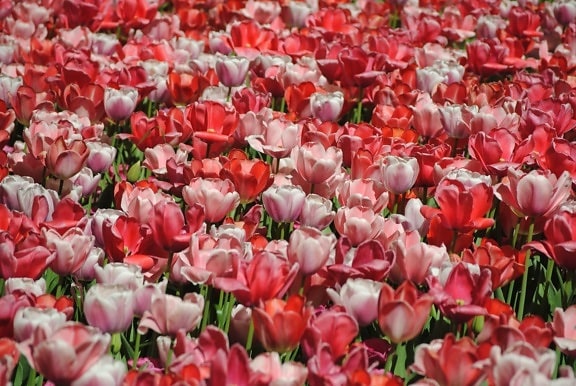 tulip merah, bunga, flora, Taman, ramuan, alam, bidang, kelopak bunga, daun